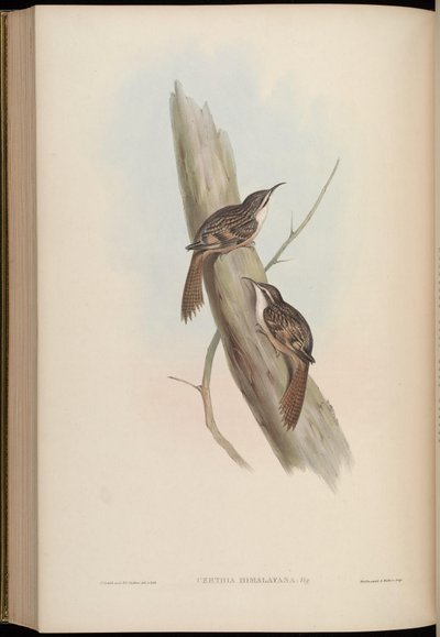 Certhia Himalayana by John Gould